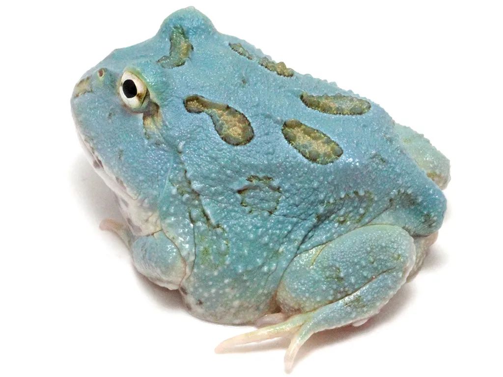 日本角蛙繁育大神的“梦幻天蓝”角蛙，售价堪称业界良心！(图5)