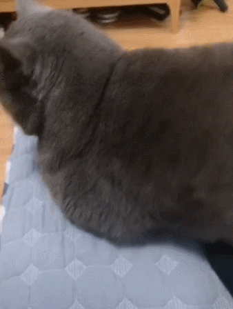 最新研究！冬天跟狗或猫一起睡，比与人同床共眠好处更大(图4)