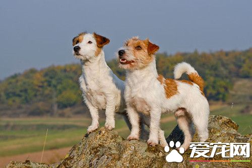 何如练习杰克罗素梗 不妨经过恩威并施方式来练习