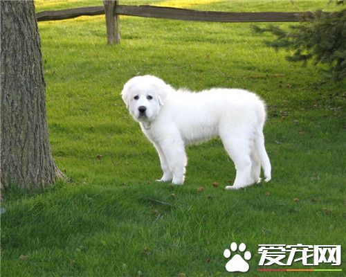 萨摩耶犬怎么样熟习 3个月到6个月是最好熟习时间