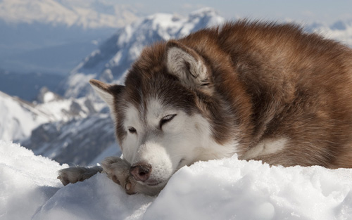 阿拉斯加雪橇犬沐浴办法 给狗狗沐浴前的预备