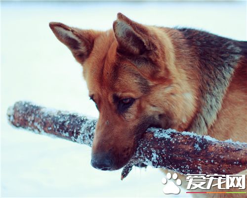 德国牧羊犬练习教程 听到其余口令之前向来维持坐姿