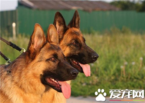 德国牧羊犬练习方式和方式 不妨用诱发带领来练习