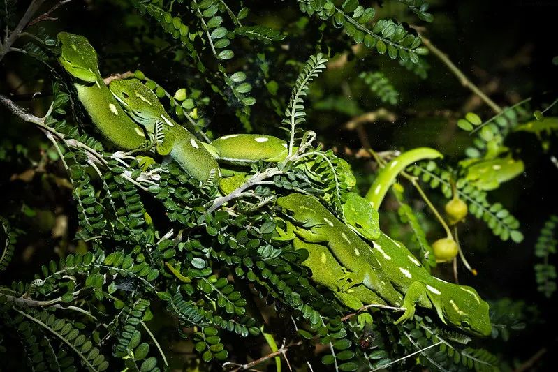 从瑞士爬友的“荧光黄”新西兰绿树守宫说起，浅谈这些爬圈“神物”(图1)
