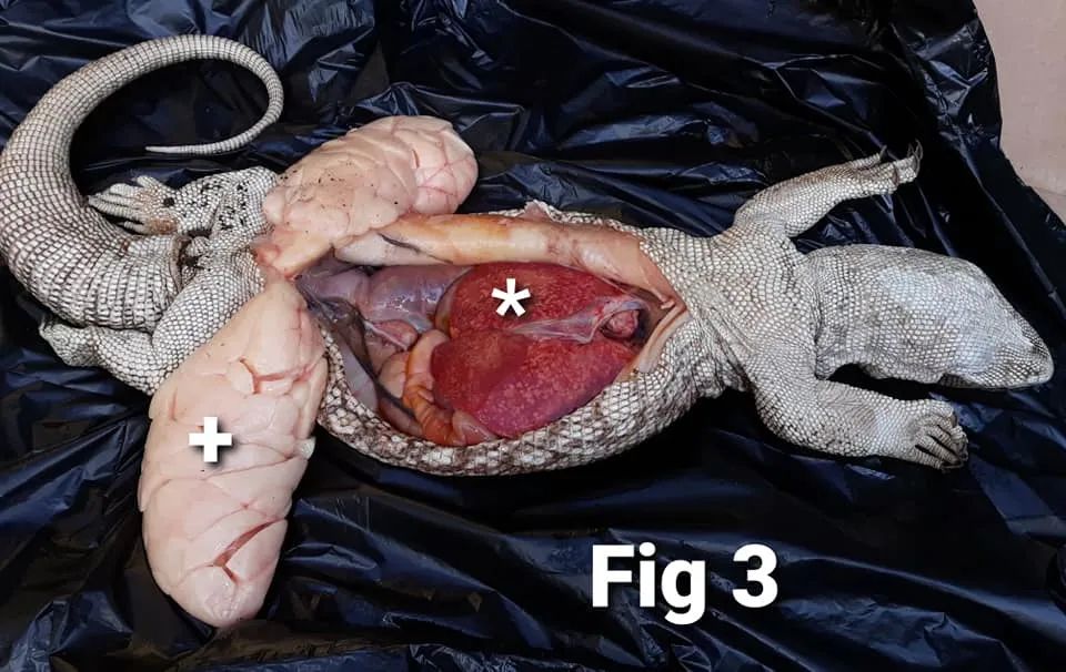 平原巨蜥因食欲不振送医就诊，最终却成为了一次尸检！(图3)