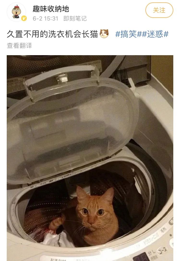 洗衣机又杀死了一只猫！养猫家庭洗衣服前，有件事不能偷懒(图13)