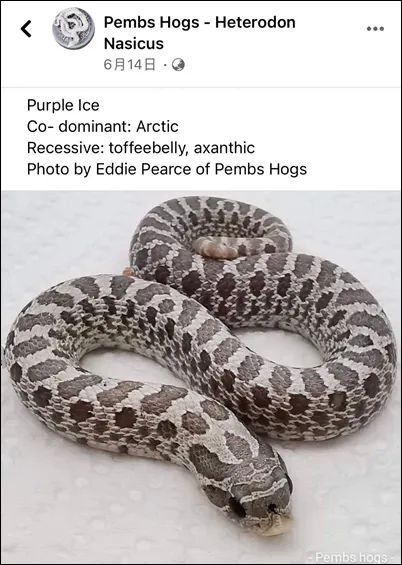 可爱呆萌会装死，你不知道的猪鼻蛇品系 —— 出人意料的“紫色冰晶”(图8)