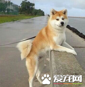 秋田犬的熟习 最先要获得秋田犬的断定和尊沉