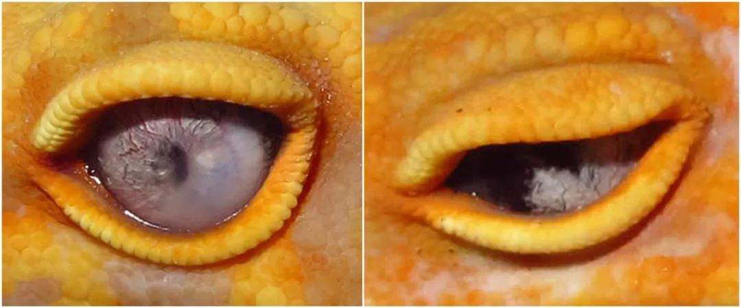 豹纹守宫教父罗恩·川普的新眼部隐性基因 —— 蓝眼琥珀详解(图11)