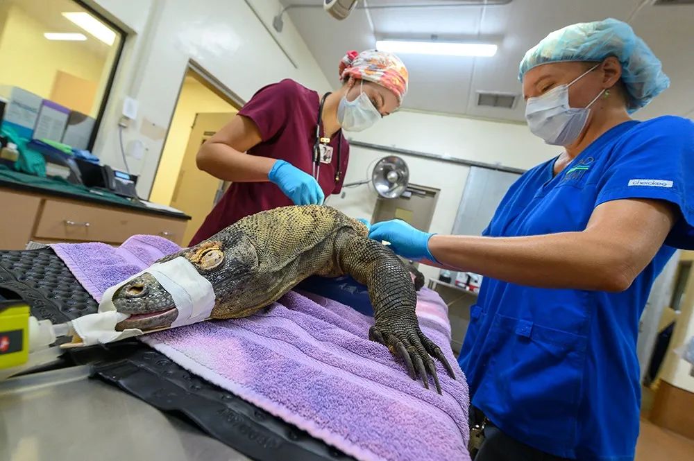 迈阿密动物园的科莫多巨蜥因误食水瓶入院接受紧急手术，但是恢复期(图3)