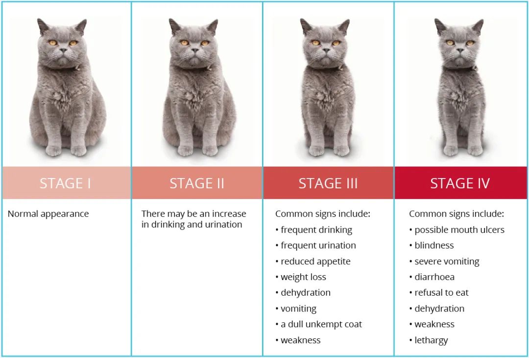 猫咪吃渴望和爱肯拿也差点肾衰！宠物医生教你怎么保养预防(图8)