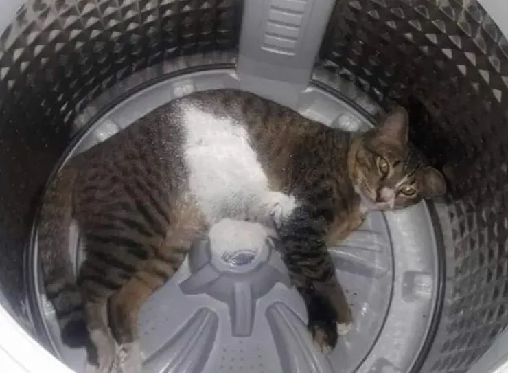 洗衣机又杀死了一只猫！养猫家庭洗衣服前，有件事不能偷懒(图17)