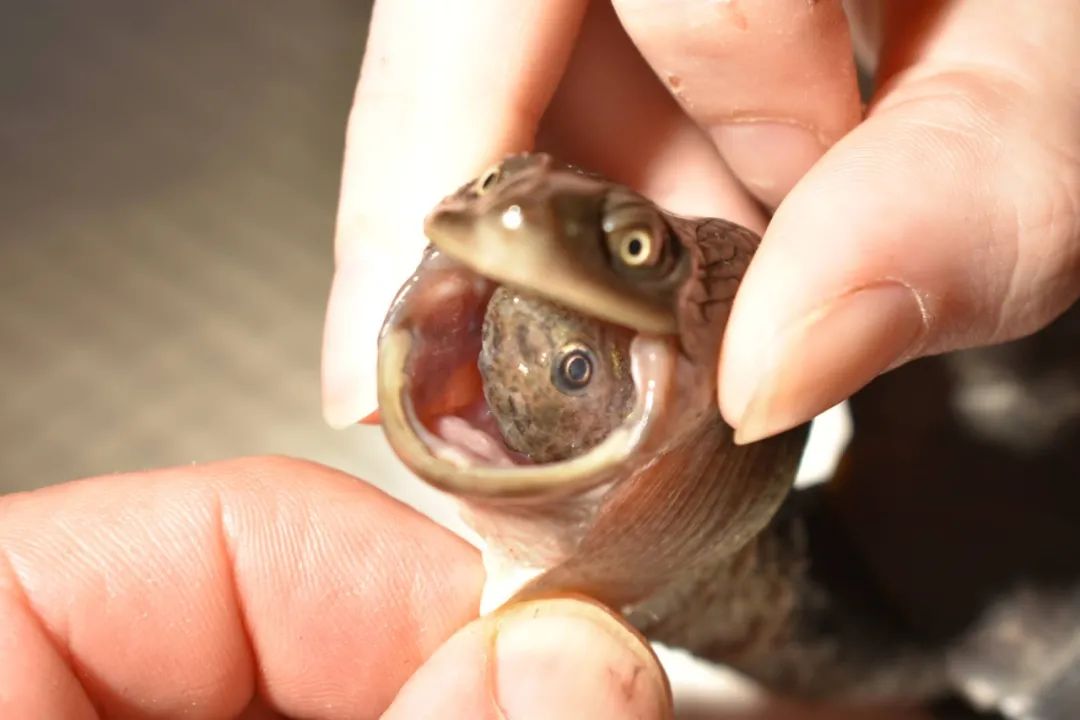 巨蛇颈龟不慎被鱼刺卡住喉咙，救治过程曝光！(图4)