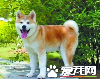 秋田犬的熟习 最先要获得秋田犬的断定和尊沉