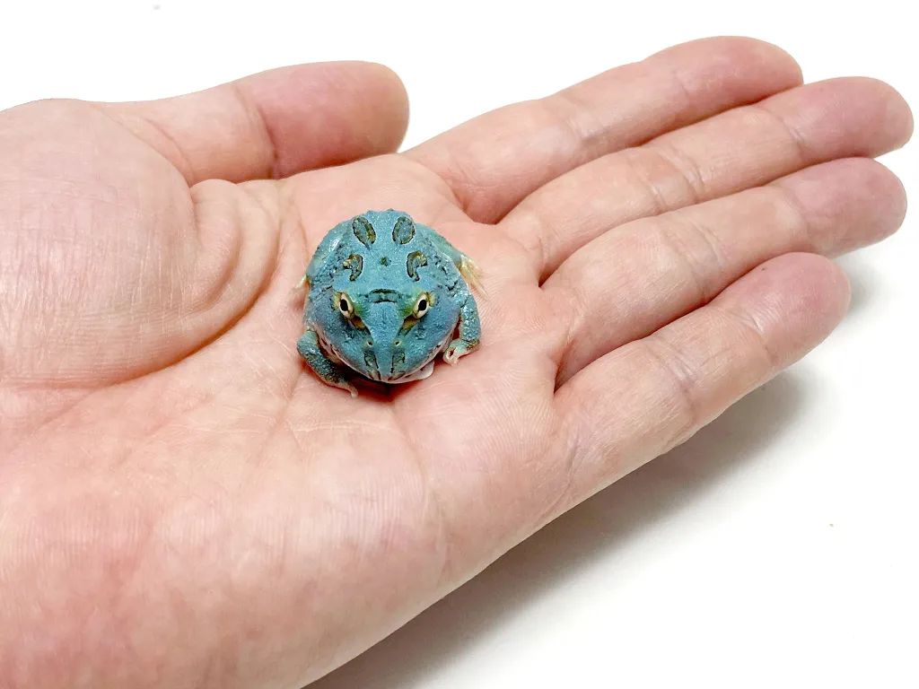 日本角蛙繁育大神的“梦幻天蓝”角蛙，售价堪称业界良心！(图7)