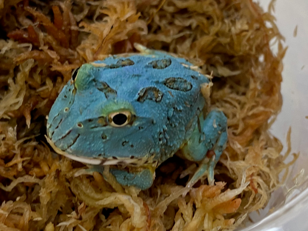 日本角蛙繁育大神的“梦幻天蓝”角蛙，售价堪称业界良心！(图18)