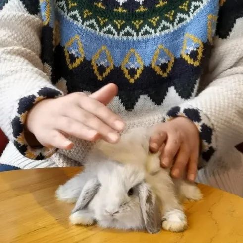 你还是在抱兔兔时被踹吗？教你一招方法解决抱兔兔难问题(图2)