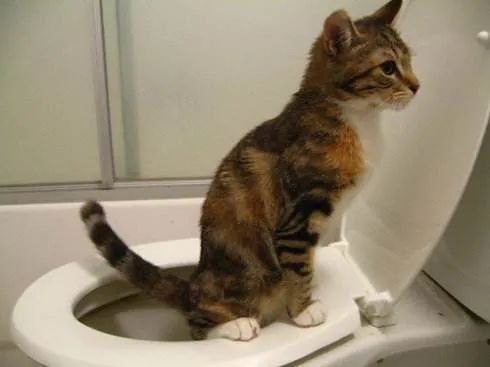 让猫咪像人一样蹲厕所是害猫！多久铲屎一次对猫最好？(图5)