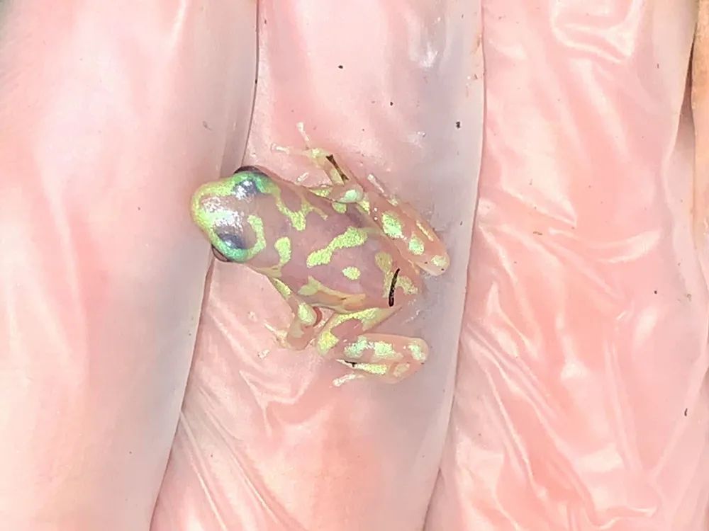 超级罕见的红眼白子“玻璃蛙”，却是蛙类饲养爱好者的梦幻级收藏！(图15)