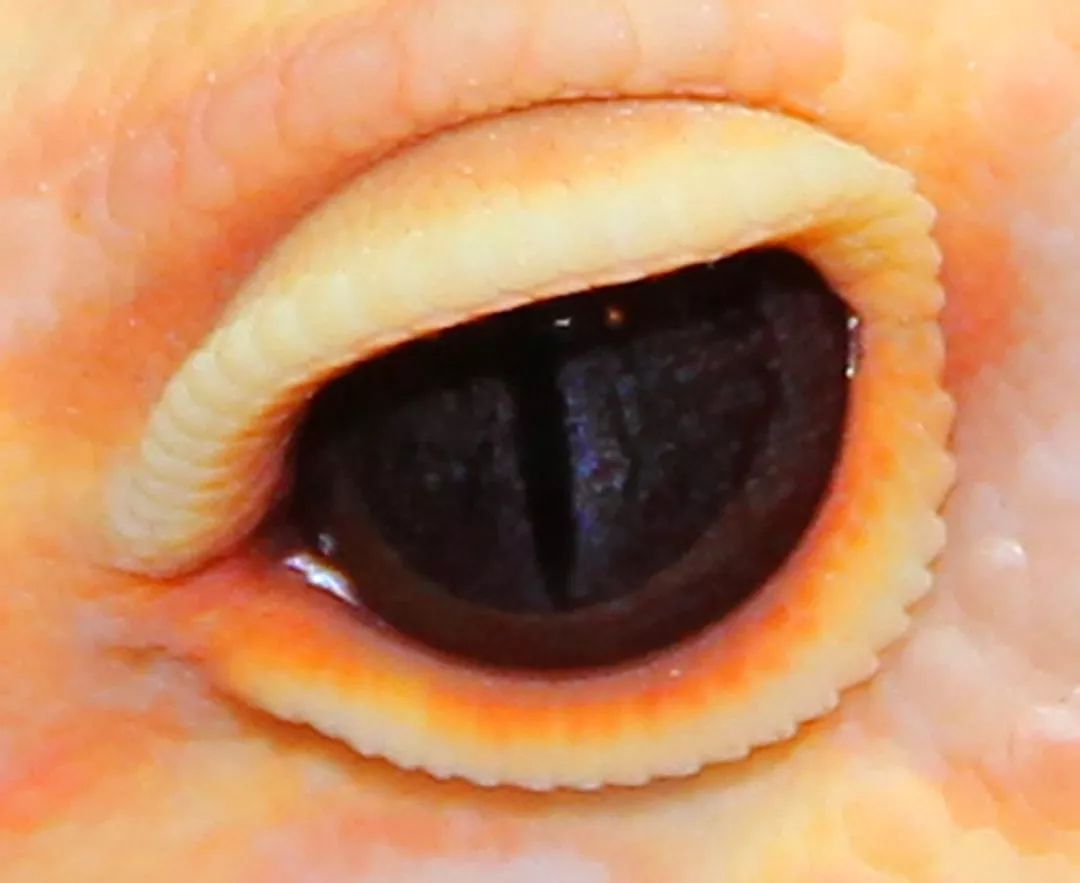 豹纹守宫教父罗恩·川普的新眼部隐性基因 —— 蓝眼琥珀详解(图2)