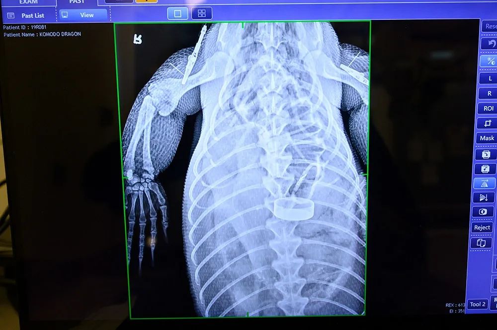迈阿密动物园的科莫多巨蜥因误食水瓶入院接受紧急手术，但是恢复期(图5)