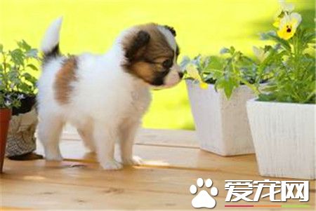 蝴蝶犬练习难度 蝴蝶犬的三种练习办法