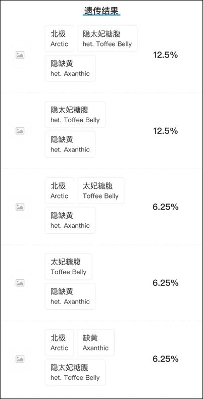 可爱呆萌会装死，你不知道的猪鼻蛇品系 —— 出人意料的“紫色冰晶”(图17)