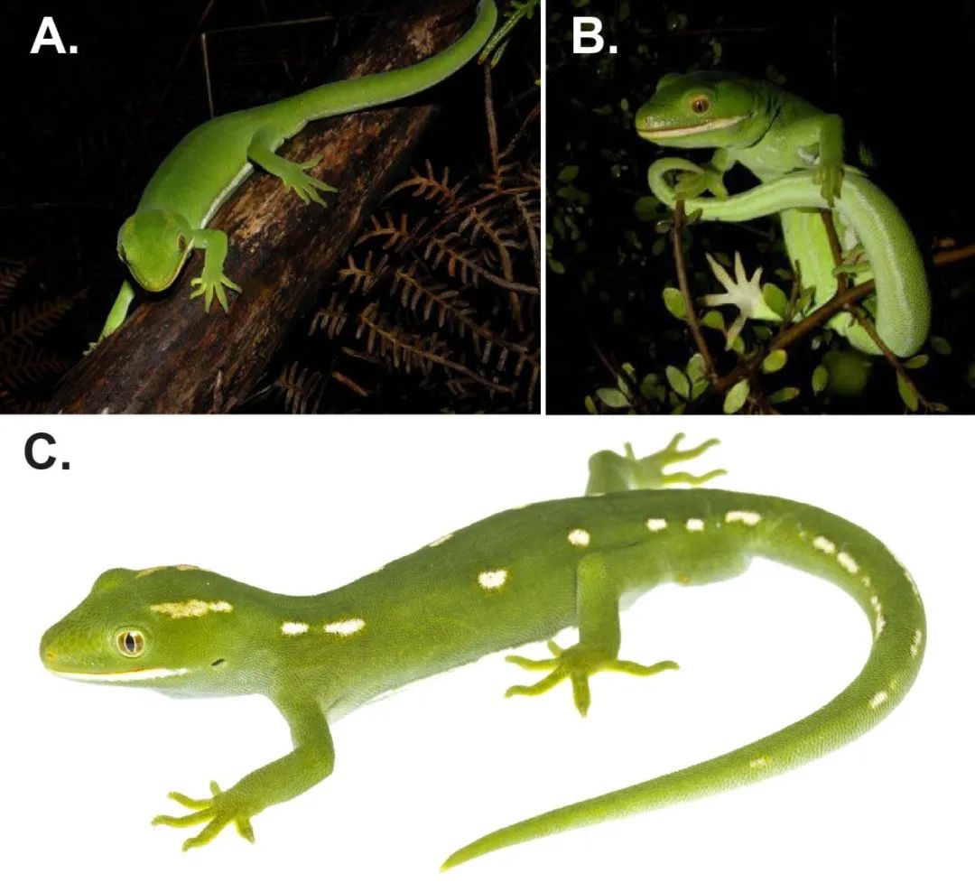 科学家将一种有着独特表现的新西兰绿守宫，从种群中分类定为新种！(图4)