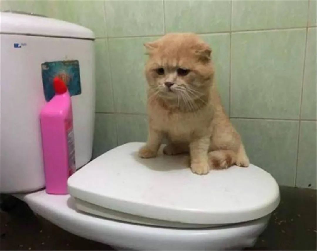 让猫咪像人一样蹲厕所是害猫！多久铲屎一次对猫最好？(图8)
