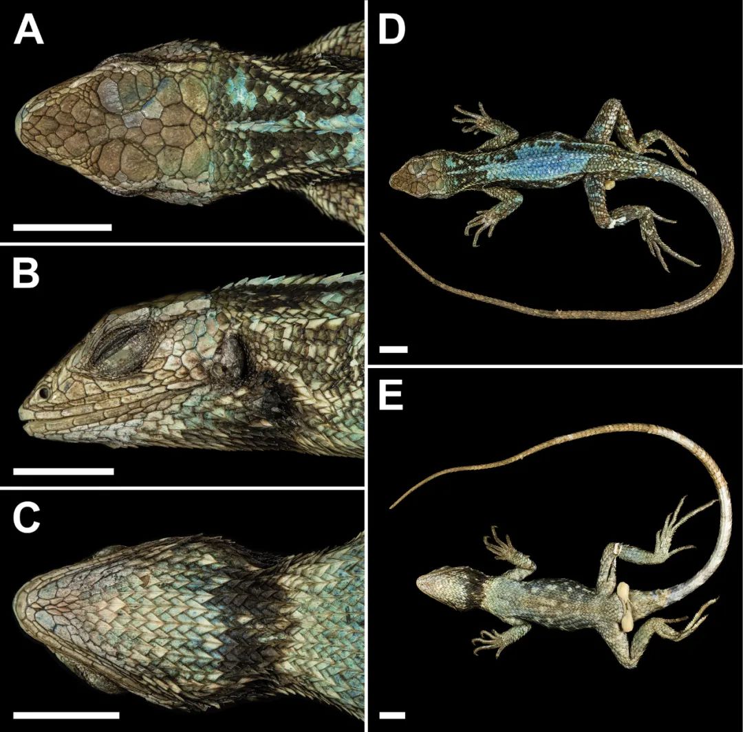 南美安第斯山脉发现的四种窄尾蜥新种，藏在深山里的“巨龙”！(图4)