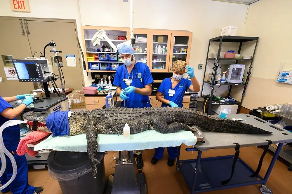 迈阿密动物园的科莫多巨蜥因误食水瓶入院接受紧急手术，但是恢复期(图14)