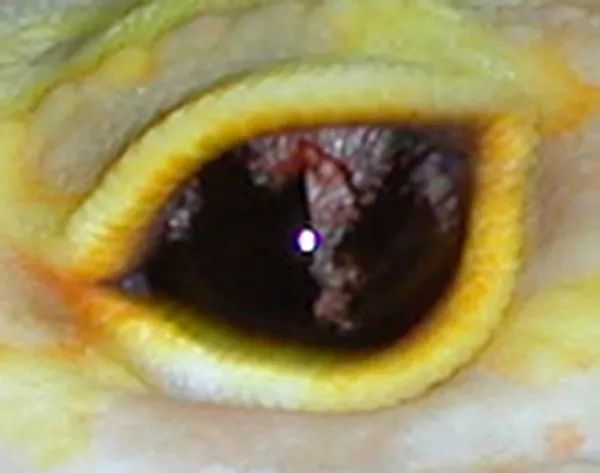 豹纹守宫教父罗恩·川普的新眼部隐性基因 —— 蓝眼琥珀详解(图10)