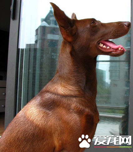 法老王猎犬怎样练习 赞美是犬最喜佳的一种练习办法