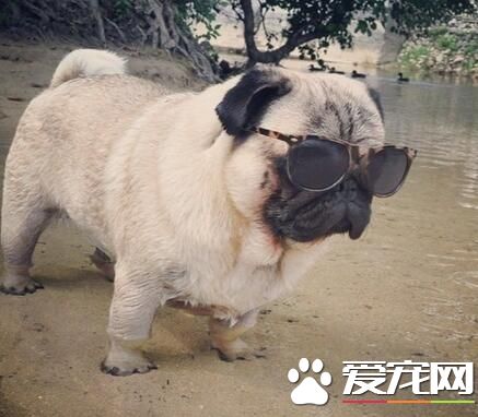 巴哥犬几个月不妨练习 最佳是从一个多月启始