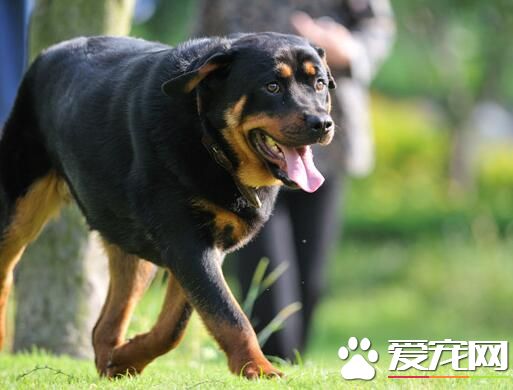 罗威纳犬的驯养方式 罗威纳犬符合于练习博项科目