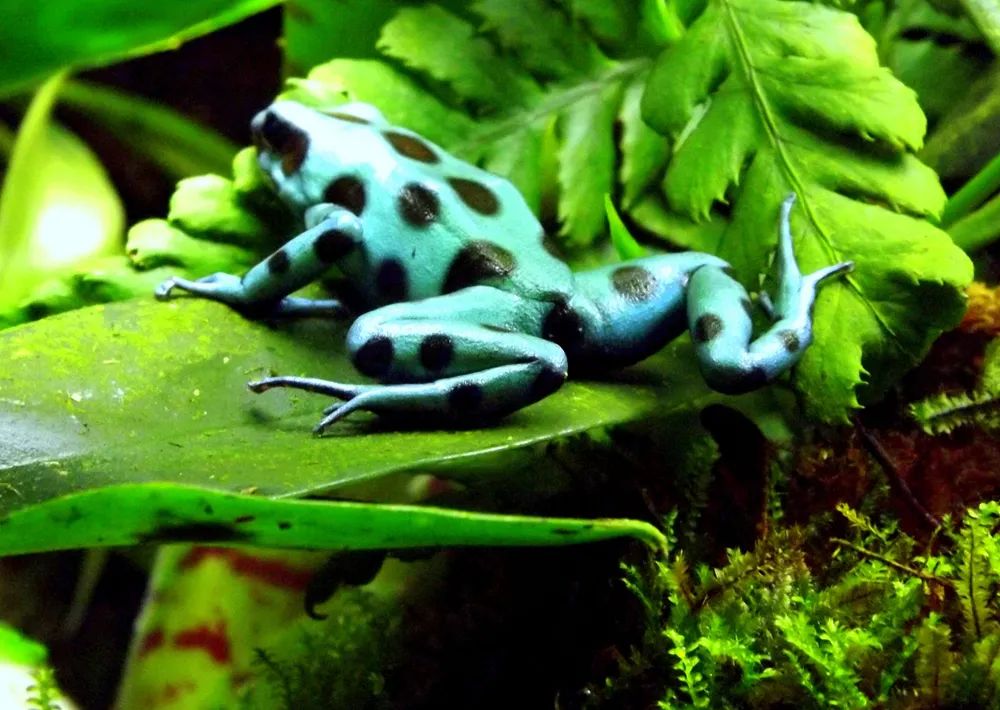 超级罕见的红眼白子“玻璃蛙”，却是蛙类饲养爱好者的梦幻级收藏！(图41)