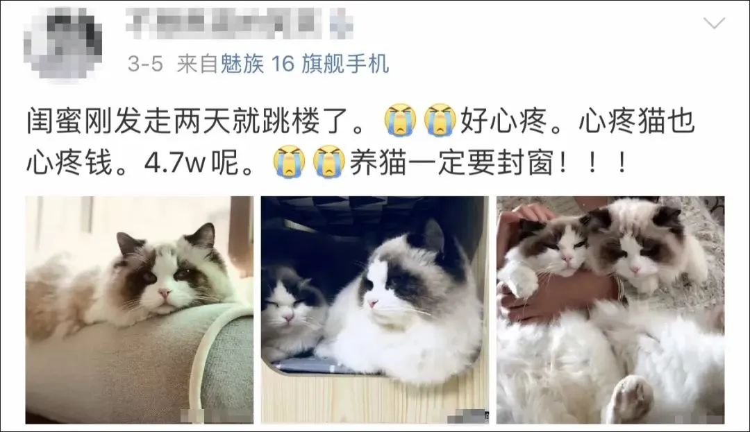 5万块买的布偶没几天就跳楼！养猫必须做好这4件事(图1)