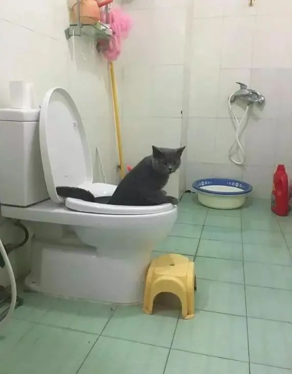 让猫咪像人一样蹲厕所是害猫！多久铲屎一次对猫最好？(图6)