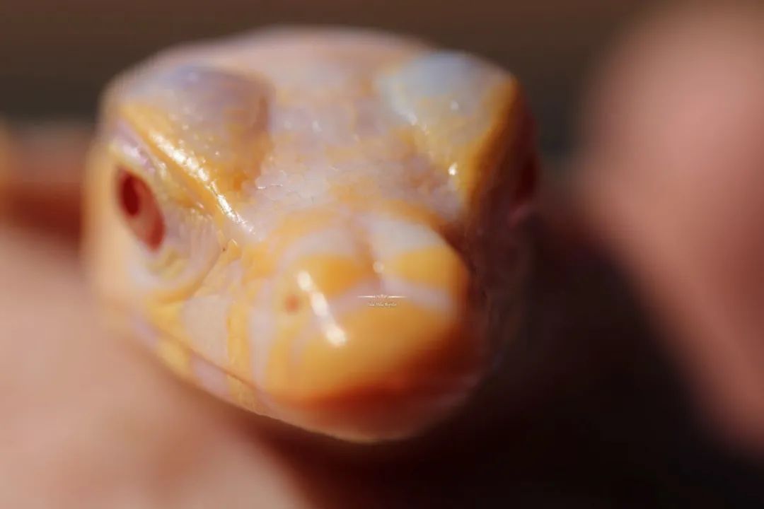 全球首例！人工孵化白化泽巨蜥，绝对是你难以抗拒的网红“美味”！(图27)
