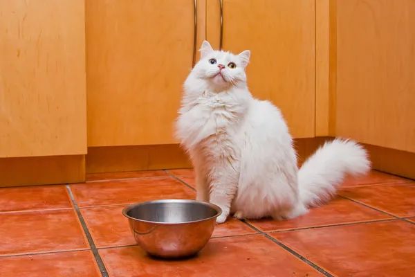 你喂猫的方法错了！专家说用猫碗喂猫粮，不如这样吃(图1)