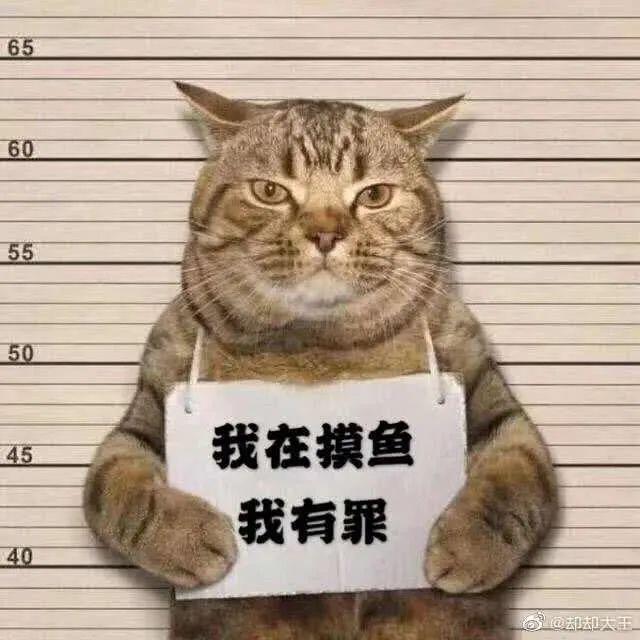 猫咪深夜外出被捕后拍照成网红！这么做，竟能让猫多活10年(图9)