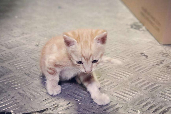 幼猫成天吃几猫粮