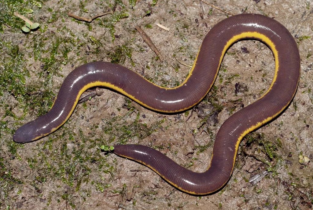 最近见多了盲蛇，那么神似的蚓螈要不要了解一下 | 趣味爬宠(图2)