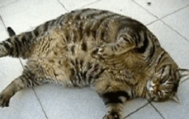 胖成球的猫咪一年减肥12斤，仍抱憾而死！这种粮跟毒粮一样不安全(图8)