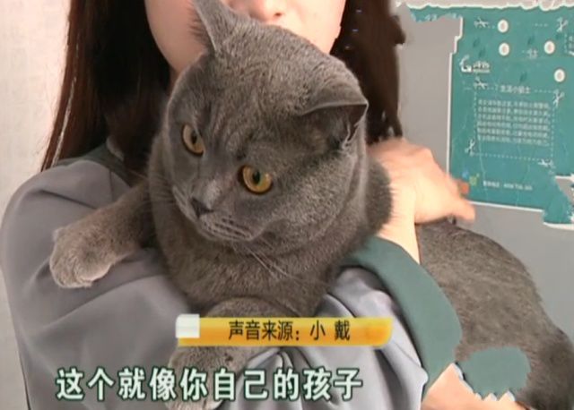 猫咪吃渴望和爱肯拿也差点肾衰！宠物医生教你怎么保养预防(图1)