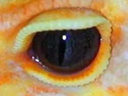 豹纹守宫教父罗恩·川普的新眼部隐性基因 —— 蓝眼琥珀详解(图8)