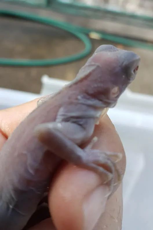 这种被称为“灭霸”的紫灰体色绿鬣蜥，到底是新基因还是新品系？(图32)