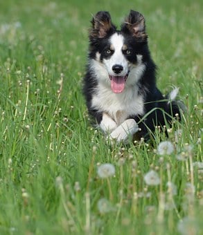 阿拉斯加幼犬不妨吃馒头吗