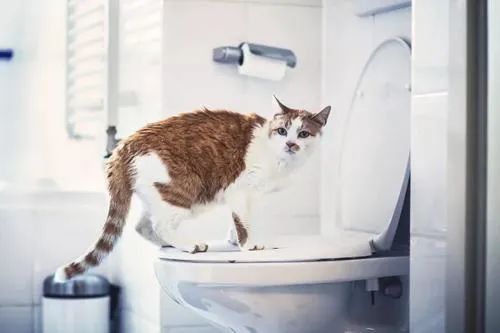 让猫咪像人一样蹲厕所是害猫！多久铲屎一次对猫最好？(图7)
