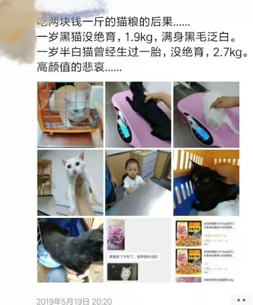 黑猫吃2元一斤渣粮后褪色成灰猫！保护主子猫毛健康需要这么做(图2)